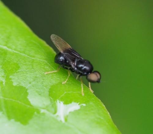 Pachygaster atra